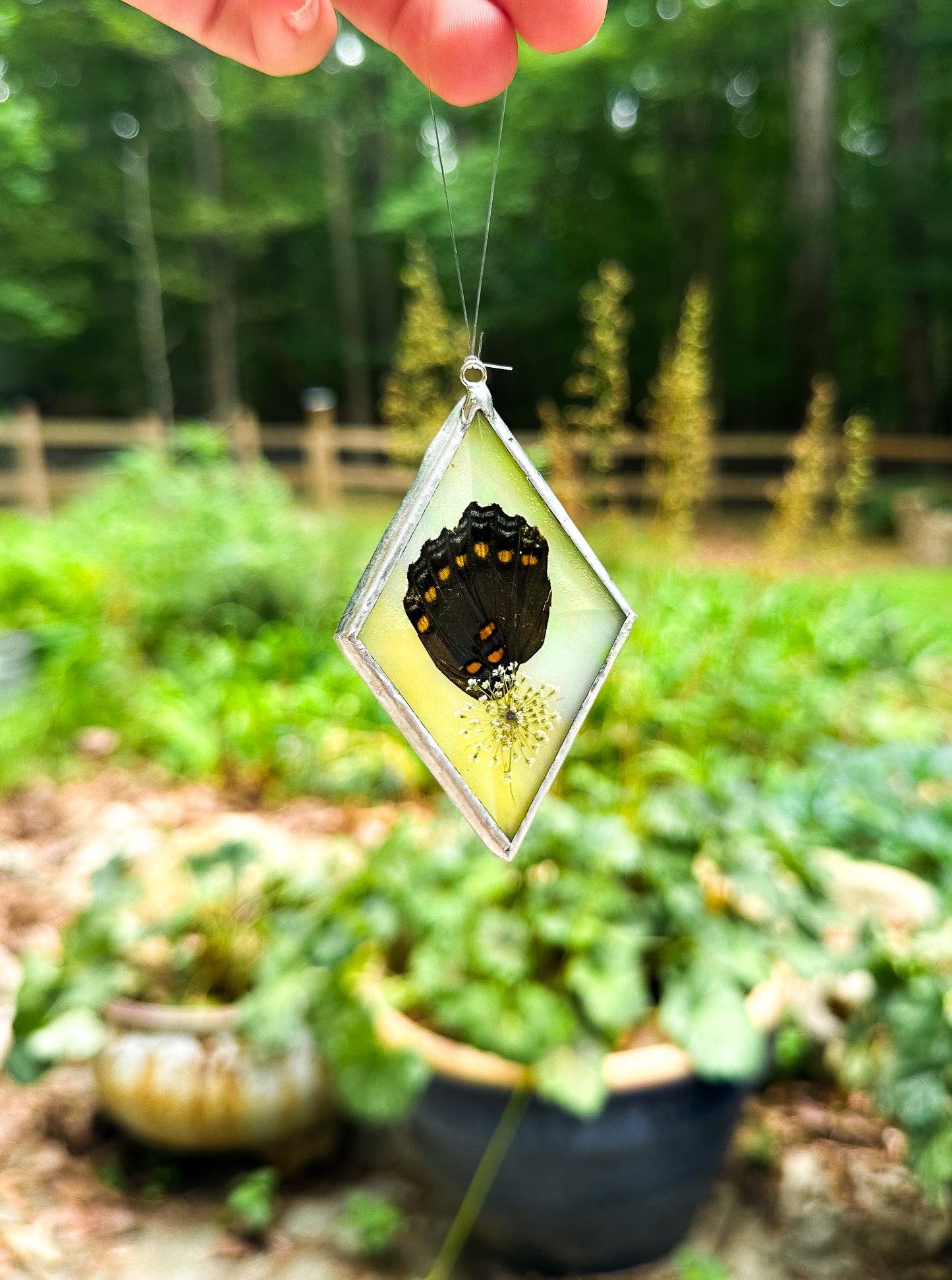 Red-spotted admiral yellow ornamnet