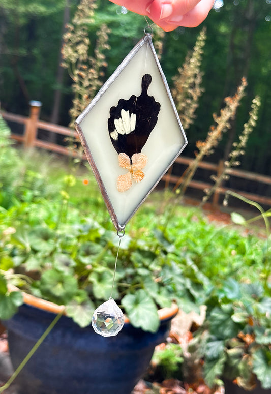 Swallowtail (papilio albinus) mobile